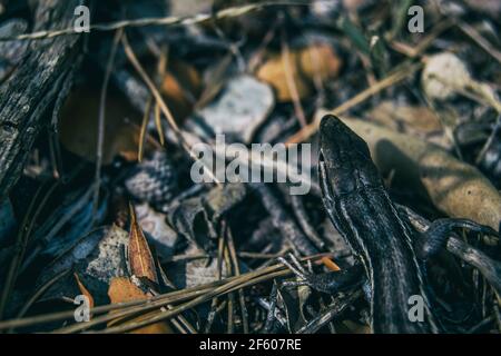 parte superiore della testa di una lucertola mimetizzata sul terreno di un campo Foto Stock