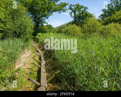 Una replica del Neolitico Sweet Track benchè wetland a Shapwick Heath National Nature Reserve parte delle paludi Avalon a Somerset, Inghilterra. Foto Stock