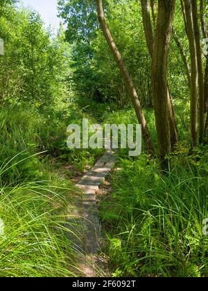 Una replica della Trackway Meare Heath dell'età del bronzo presso la Shapwick Heath National Nature Reserve, parte delle paludi Avalon nei livelli del Somerset, Inghilterra. Foto Stock