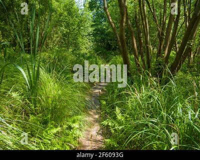 Una replica della Trackway Meare Heath dell'età del bronzo presso la Shapwick Heath National Nature Reserve, parte delle paludi Avalon nei livelli del Somerset, Inghilterra. Foto Stock