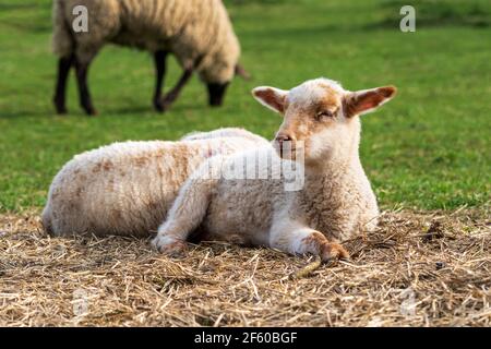 Primo piano ritratto di un agnello stanco bianco e marrone con occhi mezzo chiusi seduti sulla paglia su un prato verde. Concetto di agricoltura a libero raggio. Foto Stock