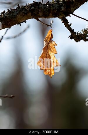 Ultimo foglio di quercia giallo e secco su un ramo Foto Stock