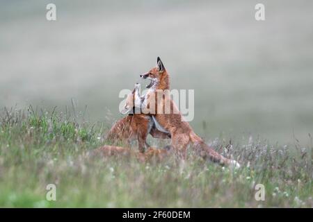 Giovani volpi rosse (Vulpes vulpes) giocando, Northumberland National Park, Regno Unito, Foto Stock