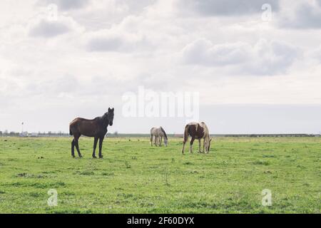 Gruppo di cavalli semi-selvaggi molto sottili che pascolano sul prato verde. Foto Stock