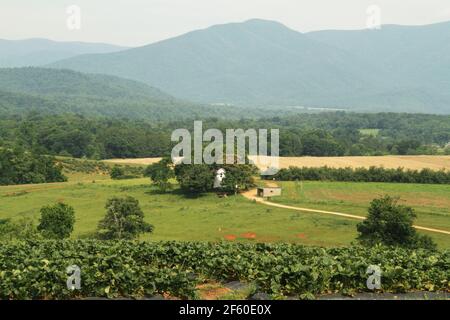 Vista da una fattoria di fragole nelle Blue Ridge Mountains, Virginia, Stati Uniti Foto Stock