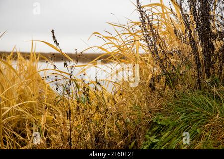 l'erba secca cresce sulla riva del lago. bella immagine di sfondo naturale. l'erba gialla e verde d'autunno cresce dall'acqua Foto Stock