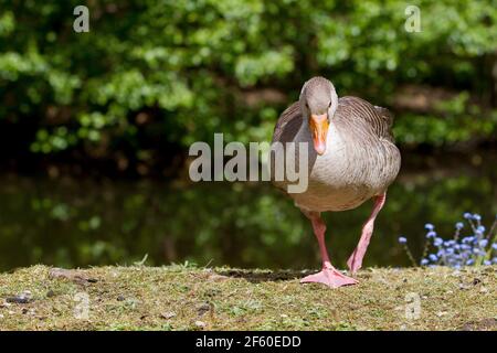 Greylag Goose (nome scientifico: Anser anser) Foto Stock