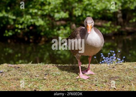 Greylag Goose (nome scientifico: Anser anser) Foto Stock