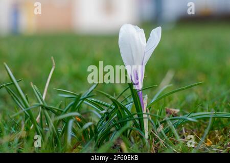 crocus, zafferano, fiori colorati, (Crocus L.), fiori in fiore primavera, su uno sfondo di erba Foto Stock