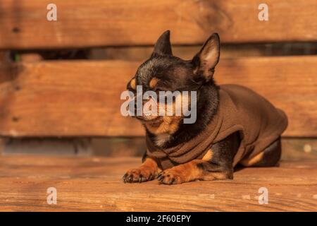 Chihuahua sulla panchina. Bella chihuahua. Cane passeggiate nel parco. Colore nero-marrone-bianco del cane. Foto Stock