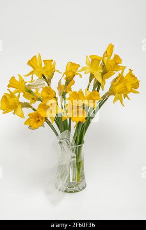 Narcissus gialli, daffodil, (Narcissus pseudonarciss), narcischi tromba, bouquet di fiori in vaso di vetro, su sfondo chiaro, fiori nella forma o Foto Stock