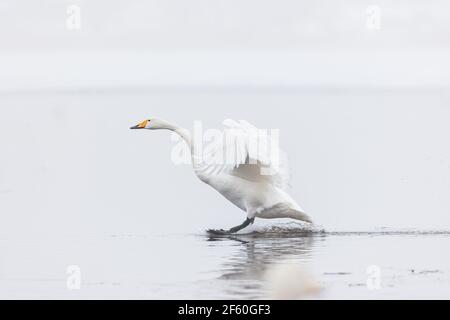 Swan atterrando sul lago nebby Foto Stock