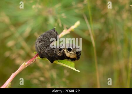 Larva di falco elefante falco (Deilephila elpenor) closeup Foto Stock