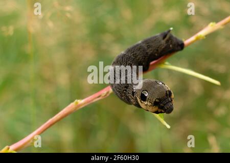 Bruco di falkmoth elefante su un ramoscello - deilephila elpenor. Foto Stock