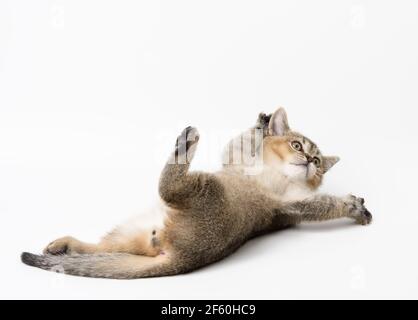 piccolo gattino la chinchilla scozzese giace su uno sfondo bianco, simpatico gioco di animali e il gatto è sdraiato sulla schiena Foto Stock