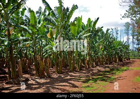 Una piantagione di banane nel Queensland, Australia Foto Stock