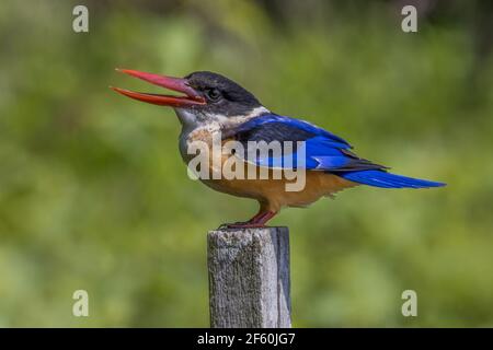 Martin pescatore Halcyon pileata con tappo nero su un palo in legno una calda giornata di sole Foto Stock