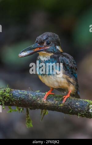 Martin pescatore con fascia blu Alcedo euryzona Perch maschio con pesce in bocca Foto Stock