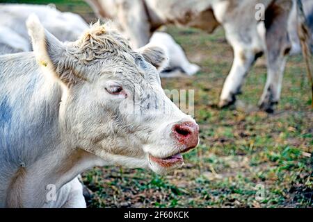 Mucche all'aperto sul pascolo; Kuehe auf der Weide Foto Stock