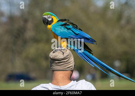 WIMBLEDON LONDRA, REGNO UNITO 29 MARZO 2021. Un bel pappagallo di macaw blu e giallo (Ara ararauna) Mimey è tolto dal suo gestore al sole di primavera su Wimbledon Common il primo giorno del sollevamento delle restrizioni di blocco. Credit amer Ghazzal/Alamy Live News Foto Stock