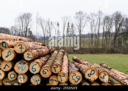 Alberi abbattuti numerati in un lumberyard o in un sito di tronchi, tronchi di cumulo di tronchi di legno nella foresta, sezione trasversale, deforestazione, Germania, Europa Foto Stock