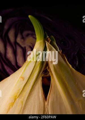 Cipolla e fette su tagliere di legno. Foto Stock