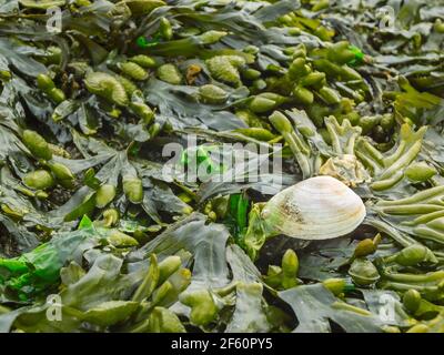 Vista a riempimento di formato del bladderrack sbarcato (lat: Fucus vesiculosus) con una singola conchiglia di cozze sulla spiaggia tedesca del Mare del Nord in autunno. Foto Stock