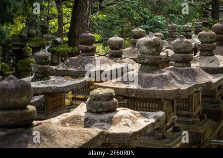 Lanterne giapponesi in pietra al sole primaverile al Grande Santuario Kasuga Taisha, un santuario shintoista e sito patrimonio dell'umanità dell'UNESCO a Nara, Giappone Foto Stock
