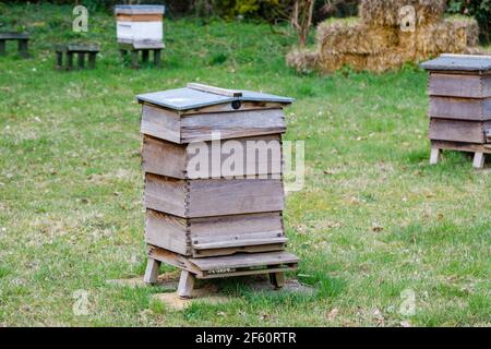 Tradizionali alveari in legno WBC in piedi all'aperto su erba in Howard's Field, RHS Garden Wisley, Surrey, Inghilterra sud-orientale in primavera Foto Stock