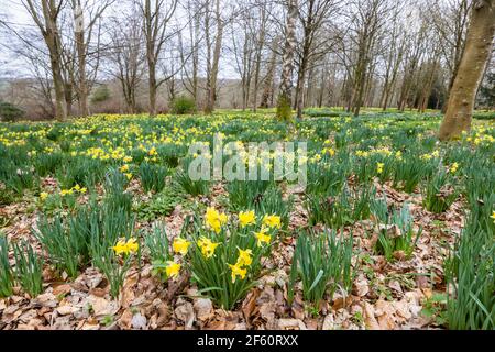 Un tappeto di narcisi selvaggi che crescono in boschi a Petworth Park, Petworth, West Sussex, Inghilterra sud-orientale, in primavera Foto Stock