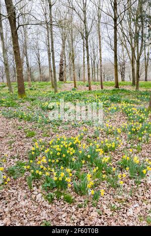 Un tappeto di narcisi selvaggi che crescono in boschi a Petworth Park, Petworth, West Sussex, Inghilterra sud-orientale, in primavera Foto Stock