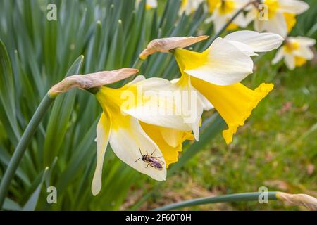 Un'ape solitaria (Megachilidae) su un petalo di daffodil selvatico che cresce in boschi nel Sussex occidentale, nel sud-est dell'Inghilterra, in primavera Foto Stock