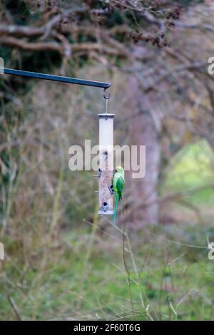 Un parakeet non nativo a collo di anello verde (Psittacula krameri) che si alimenta su un alimentatore di uccelli a RHS Garden Wisley, Surrey, Inghilterra sud-orientale in primavera Foto Stock