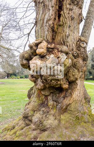 Una crescita gnarled (nodo, burl) sul tronco di un vecchio albero di quercia inglese (Quercus robur) in Petworth Park, Petworth, Sussex occidentale, Inghilterra sud-orientale Foto Stock