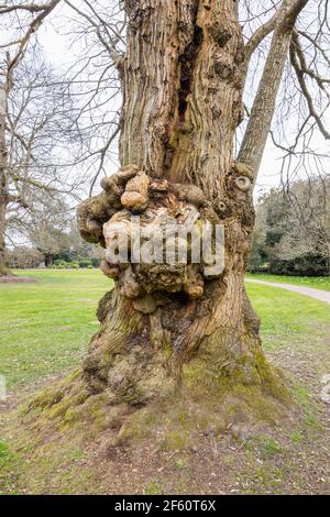 Una crescita gnarled (nodo, burl) sul tronco di un vecchio albero di quercia inglese (Quercus robur) in Petworth Park, Petworth, Sussex occidentale, Inghilterra sud-orientale Foto Stock