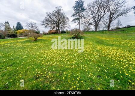 Vista del Prato Alpino con narcisi a peticoat (Narcissus bulbocodium) fioritura a RHS Garden Wisley, Surrey, Inghilterra sud-orientale in primavera Foto Stock