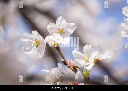 Samei Yoshino saqura fiorisce a Nara, in Giappone, a fine marzo, per indicare l'inizio della primavera Foto Stock