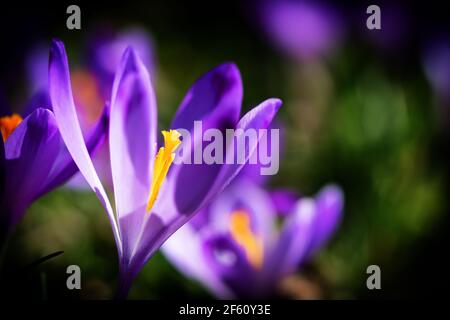 Crocus vernus fiorì alla fine dell'inverno. Famiglia Iridaceae. Sfondo floreale. Simbolo della molla. Foto Stock