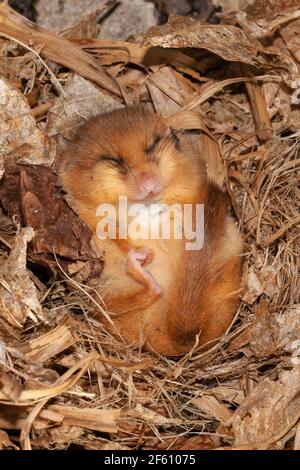 Hazel dormouse (Muscardinus avellanarius) torpido, prigioniero, Regno Unito Foto Stock