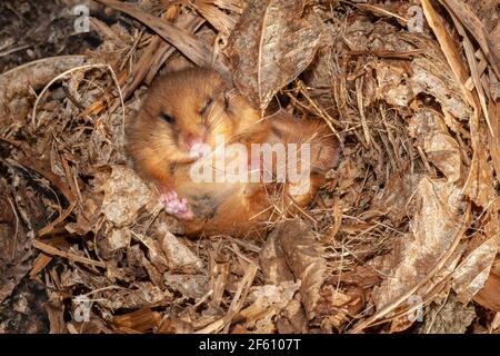 Hazel dormouse (Muscardinus avellanarius) torpido, prigioniero, Regno Unito Foto Stock