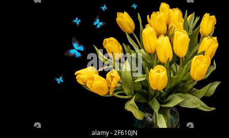 un bouquet di tulipani gialli con farfalle blu isolate su sfondo nero. bellissimi fiori con falene. Isolare. Foto di alta qualità Foto Stock