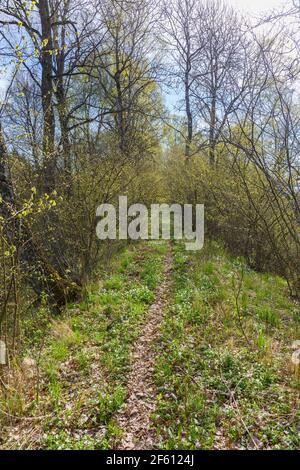 Footpath through the deciduous forest with lush trees in the spring Foto Stock