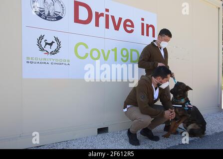 Roma, Italia. 29 marzo 2021. Roma, al via, per la prima volta al mondo, al Drive in del Campus Bio-medico University Hospital, il primo progetto di ricerca per il rilevamento di Covid 19, grazie a cani addestrati e testati con prove molecolari su un campione di mille pazienti raffigurati: Credit: Agenzia fotografica indipendente/Alamy Live News Foto Stock