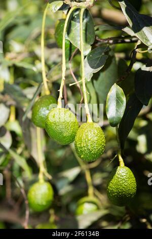 Frutta di avocado sull'albero pronta per la raccolta. Hass avocado - Persea americana 'Hass' Foto Stock