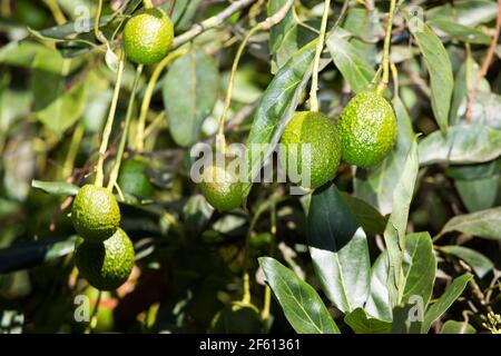 Frutta di avocado sull'albero pronta per la raccolta. Hass avocado - Persea americana 'Hass' Foto Stock