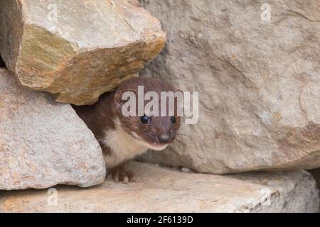 Weasel (Mustela nivalis), controllata, Regno Unito Foto Stock