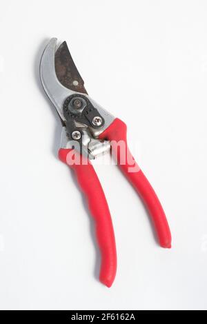 Secateurs giardino isolato su sfondo bianco. REGNO UNITO Foto Stock