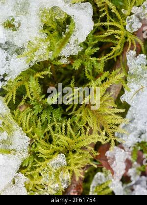 Paesaggio intimo di neve appena caduta su muschio, modelli astratti in natura Foto Stock