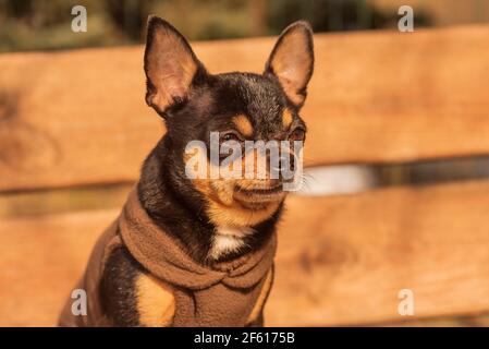 Chihuahua è seduto sulla panchina. Il cane di chihuahua marrone è piuttosto carino. chihuahua ha un aspetto cheeky. Foto Stock