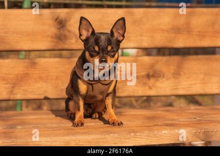 Chihuahua è seduto sulla panchina. Il cane di chihuahua marrone è piuttosto carino. chihuahua ha un aspetto cheeky. Foto Stock